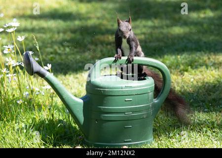 Squirrel standing on watering can looking from the front Stock Photo