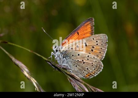 Lilagold fire butterfly male butterfly with half-opened wings sitting on grass panicle left looking Stock Photo