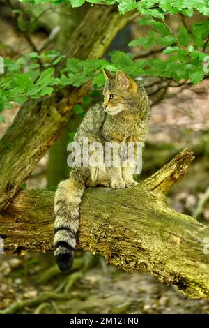 European wildcat (Felis silvestris silvestris), sitting on dead tree trunk, captive, Switzerland, Europe Stock Photo