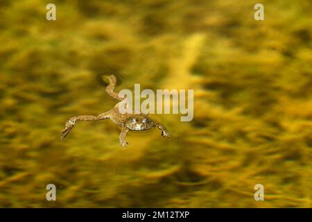 Yellow-bellied toad (Bombina variegata), Switzerland, Europe Stock Photo
