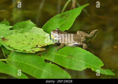 Yellow-bellied toad (Bombina variegata), Switzerland, Europe Stock Photo