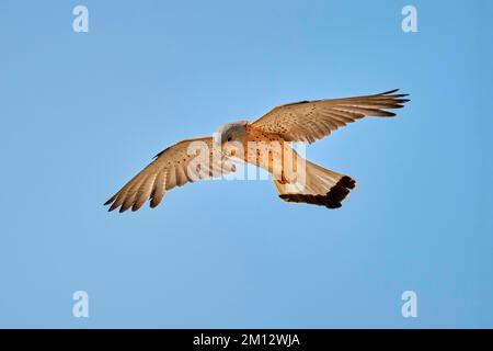 Lesser Kestrel (Falco naumanni), male in flight, Matera, Basilicata, Italy, Europe Stock Photo