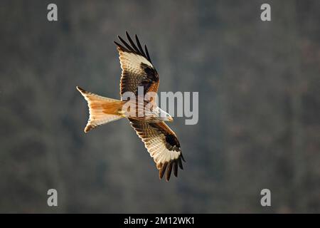 Red kite (Milvus milvus), red kite, harrier, red kite, in flight, Canton Aargau, Switzerland, Europe Stock Photo
