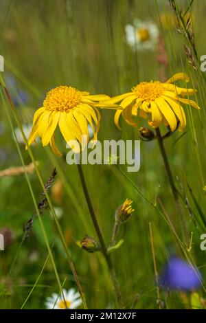 Arnica, Arnica montana, Mountain Welfare, Real Arnica Stock Photo