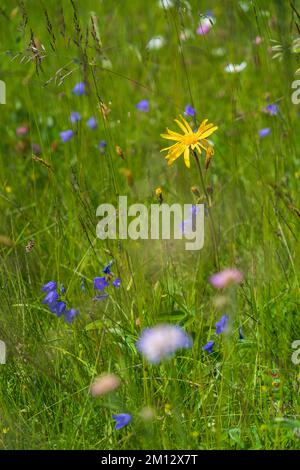 Arnica, Arnica montana, Mountain Welfare, Real Arnica Stock Photo