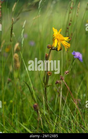 Arnica, Arnica montana, Mountain Welfare, Real Arnica Stock Photo