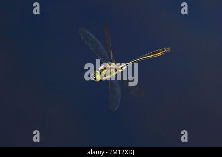 Damselfly, formerly downy emerald (Cordulia aenea), in flight, Switzerland, Europe Stock Photo