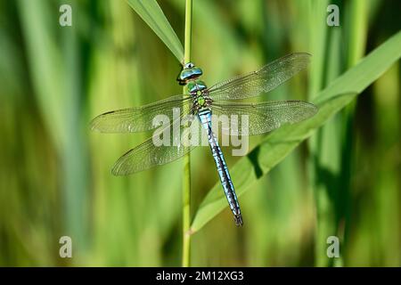 Emperor dragonfly (Anax imperator), male, flown, Switzerland, Europe Stock Photo