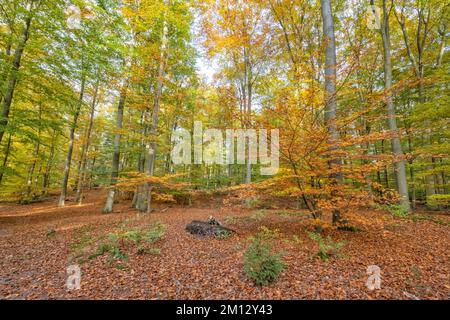In the beautiful beech forest in autumn in Wilschenbruch near Lüneburg Stock Photo