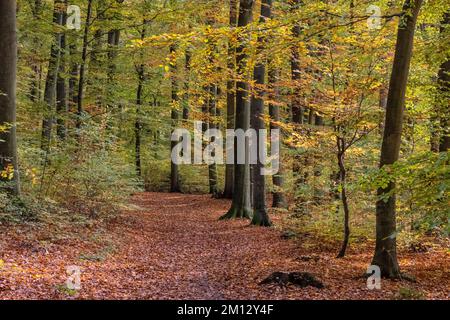 In the beautiful beech forest in autumn in Wilschenbruch near Lüneburg Stock Photo