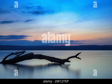 Driftwood in evening light at Ammersee, Bavaria, Germany, Europe Stock Photo