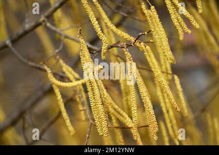Common hazel (Corylus avellana), hazel bush, male flowers or flowering catkins, white Stock Photo