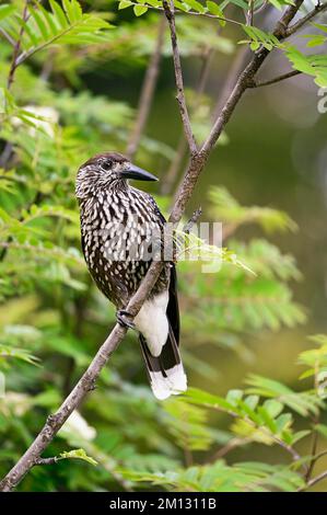 Spotted nutcracker (Nucifraga caryocatactes), sitting on branch, Switzerland, Europe Stock Photo