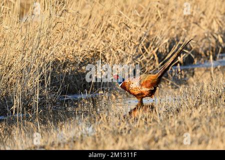 Pheasant (Phasianus colchicus), hunting pheasant, adult male running through the water, Lake Neusiedl, Seewinkel, Burgenland, Austria, Europe Stock Photo