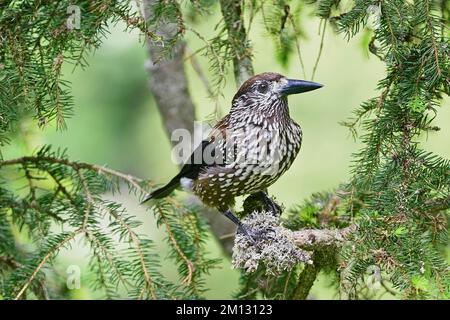 Spotted nutcracker (Nucifraga caryocatactes), sitting on a branch in a fir tree, Switzerland, Europe Stock Photo