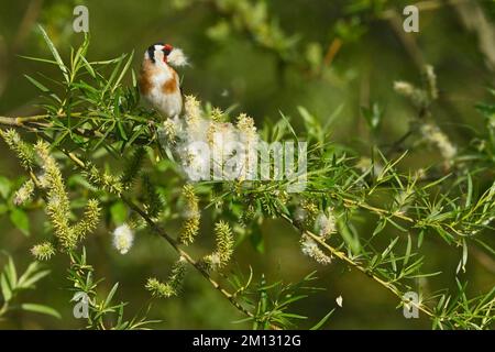 European goldfinch (Carduelis carduelis), goldfinch, with nesting material in beak, Flachsee, Canton Aargau, Switzerland, Europe Stock Photo