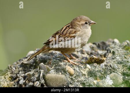 House sparrow (Passer domesticus), young bird, Switzerland, Europe Stock Photo
