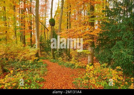 Discoloured beech forest, Sihlwald, Canton Zurich, Switzerland, Europe Stock Photo