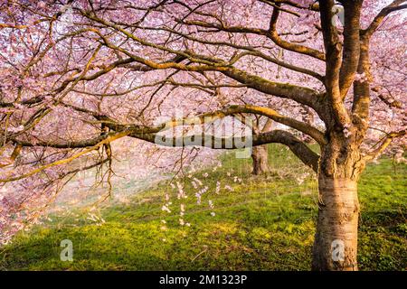 Japanese ornamental cherry in bloom, spring sunshine, several trees, morning mood with sunlight in Kassel, Germany Stock Photo