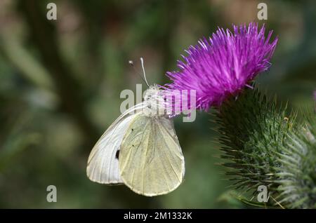 Close-up, Large cabbage white butterfly (Pieris brassica), Scabious thistle (Cirsium), Purple, The cabbage white butterfly sucks nectar from the flowe Stock Photo