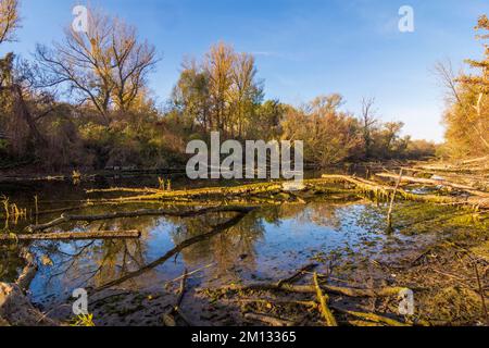 Vienna, oxbow lake of river Donau (Danube), island Donauinsel, nature reserve 'Toter Grund', floating logs, jungle, wilderness area, autumn colors in 22. Donaustadt, Austria Stock Photo