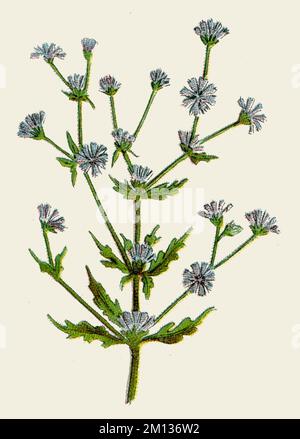 Common chicory Cichorium intybus,  (botany book, 1908), Wegwarte Stock Photo