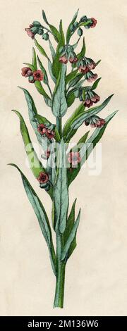 gypsyflower Cynoglossum officinale,  (botany book, 1879), Hundszunge Stock Photo