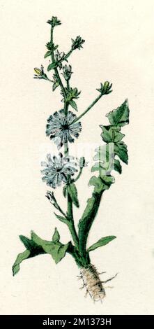 Common chicory Cichorium intybus,  (botany book, 1886), Wegwarte Stock Photo
