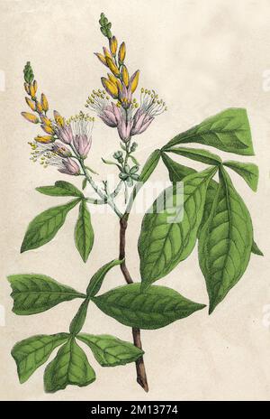 quassia wood Quassia amara,  (botany book, 1879), Quassiabaum Stock Photo
