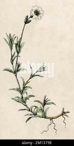field mouse-ear Cerastium arvense,  (botany book, 1879), Acker-Hornkraut Stock Photo