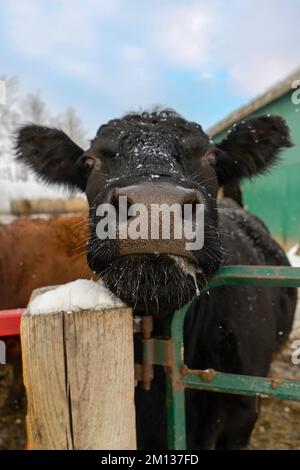 Black angus calf  close up. Stock Photo