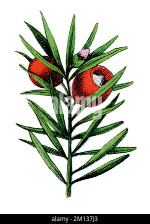 Taxus baccata, common yew, European yew Taxus baccata,  (botany book, 1909), Eibe Stock Photo