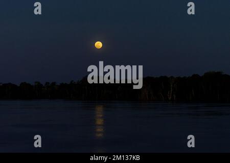 Full moon night in the Amazon forest along the Amazon river Stock Photo