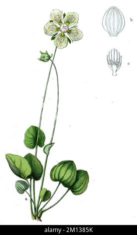 Grass-of-Parnassus Parnassia palustris,  (botany book, 1909), Sumpf-Herzblatt Stock Photo