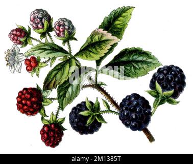 blackberry Rubus fruticosus,  (botany book, 1909), Brombeere Stock Photo