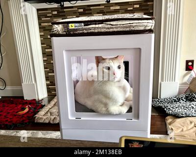 Mitzie the flamepoint Siamese cat Stock Photo