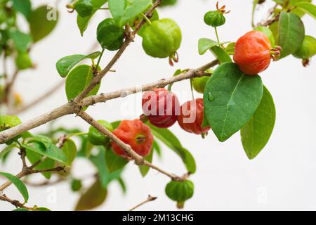 Ripening fruits of Surinam Cherry, Pitanga, Brazilian Cherry, Eugenia uniflora on a branch in the garden Stock Photo