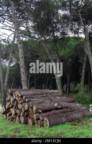 Felled conifer trunks stacked in the forest Stock Photo