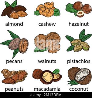 Set of nuts, vector hand-drawn illustration in flat style. Stock Vector