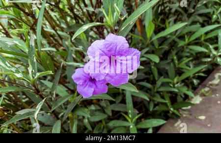 close up of purple golden flower or Ruellia angustifolia in a garden Stock Photo