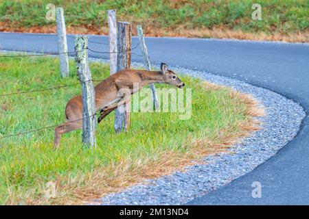 White-tailed deer (Odocoileus virginianus) jumping through wire fence, Cades Cove, Great Smoky Mountains NP, TN, USA, by Dominique Braud/Dembinsky Pho Stock Photo