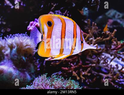 Copperband Butterflyfish in Aquatic Environment. Stock Photo