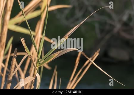 close up view of reed leaves growing on the river bank Stock Photo
