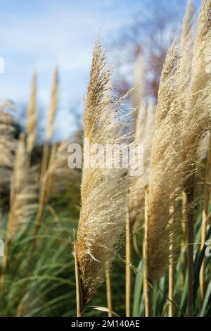 Breaking Reed Fluff Decorative dry reed branch with fluffy plumes on plywood Stock Photo ...