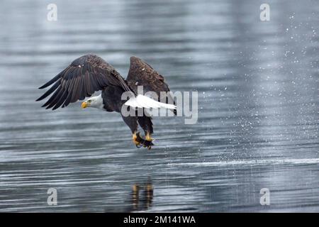 A majestic bald eagle catches a fish from the lake during winter feeding before migration in north Idaho. Stock Photo