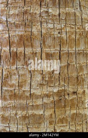 Close up of textured and cracked brown tree bark for backgrounds Stock Photo