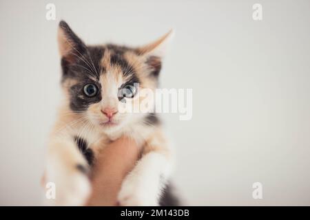 Fluffy Calico Kitten being held high in the air looking down Stock Photo
