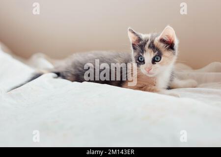 Playful young Fluffy Calico Kitten Playing on a bed Stock Photo
