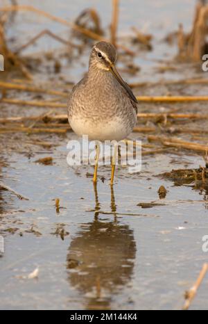 Dowitcher, Merced National Wildlife Refuge, California Stock Photo - Alamy