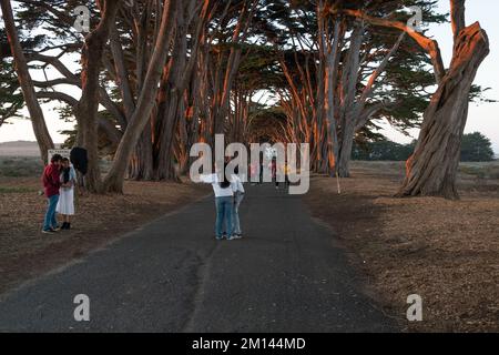Tourists enjoy the Cypress Tree Tunnel at Point Reyes Stock Photo